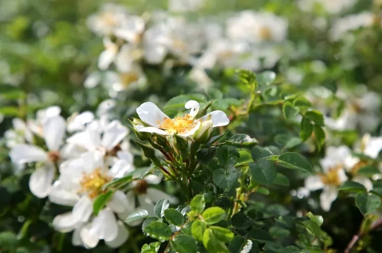 Rosanatura Napi fleuri