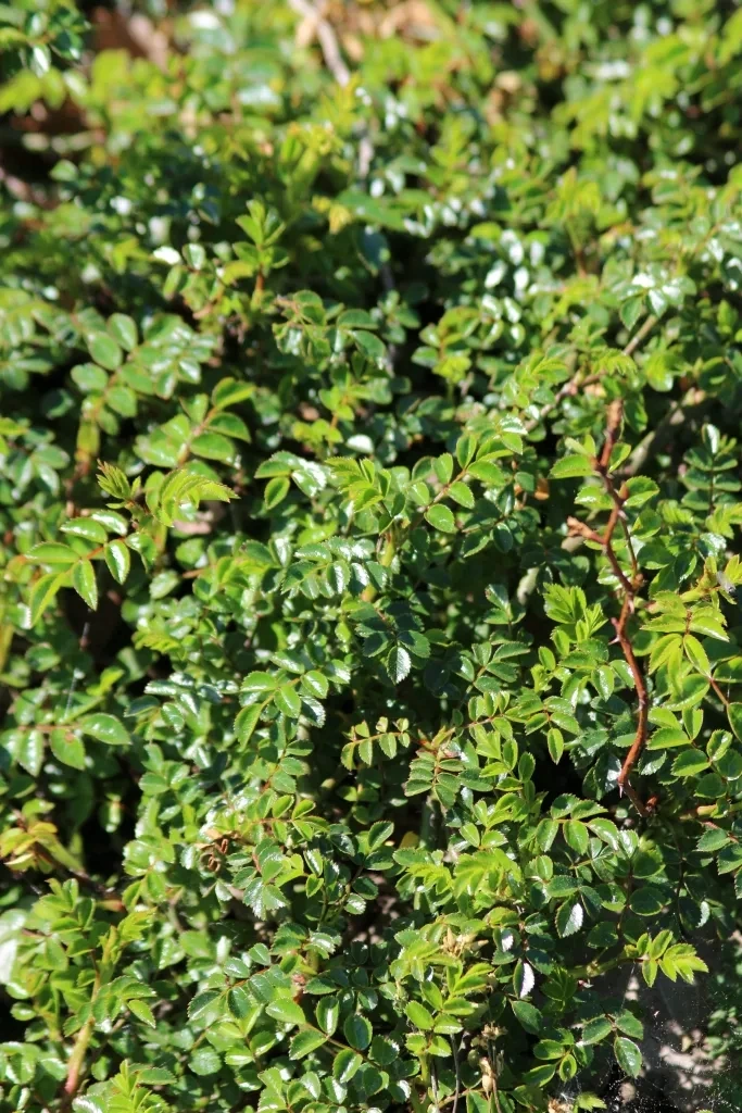 Rosanatura Napi fleuri