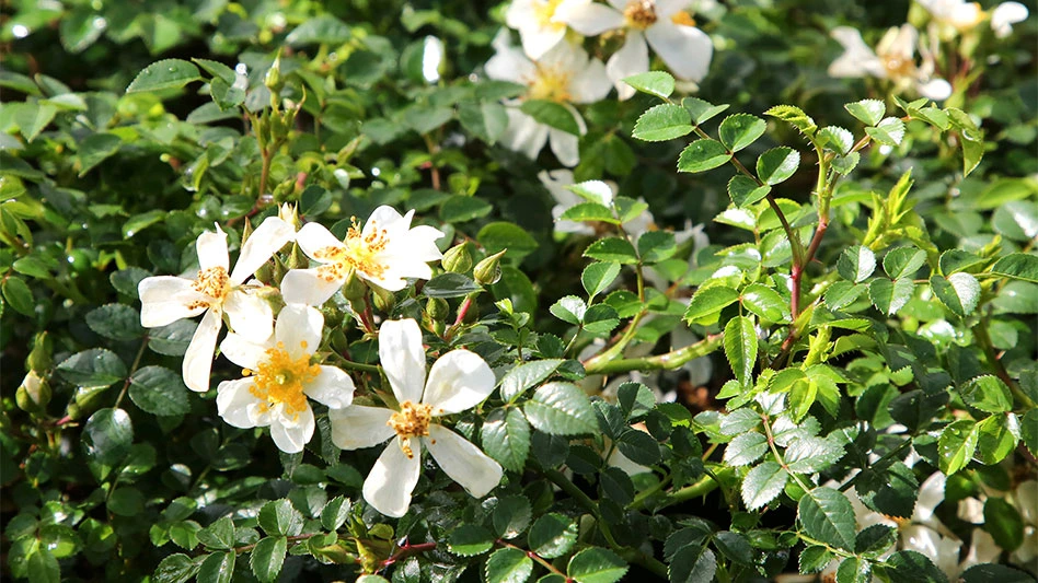 Rosanatura couvre-sol fleuri