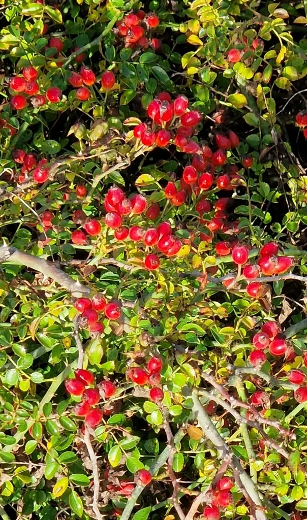 Rosanatura Napi fleuri