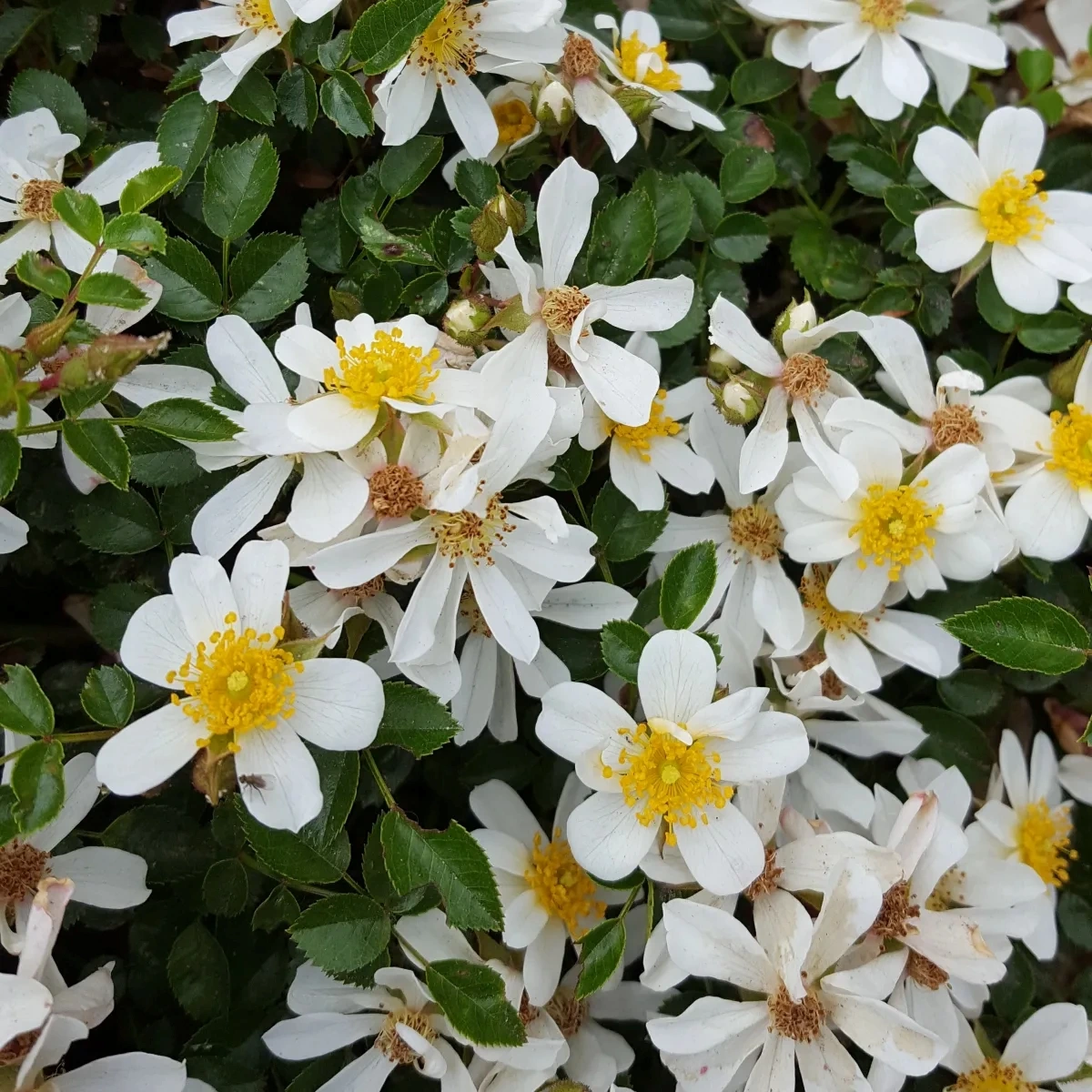 Rosanatura Napi fleuri