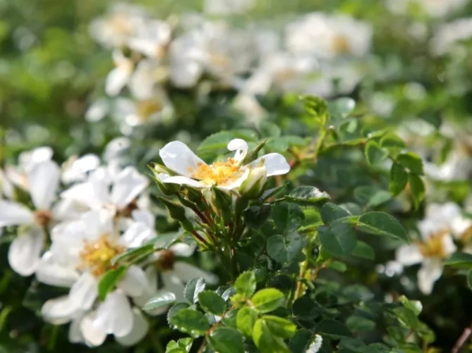 Rosanatura Napi fleuri